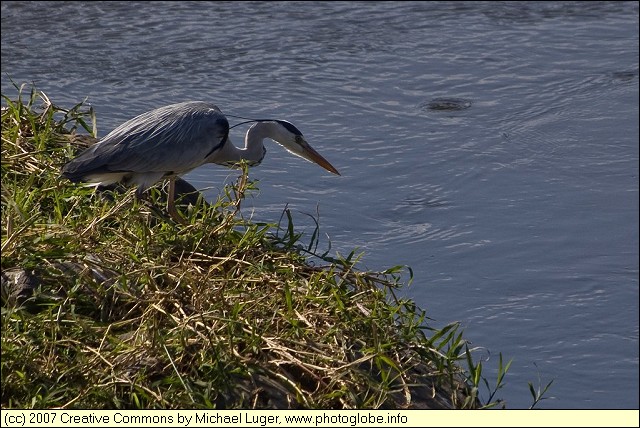 Great Blue Heron